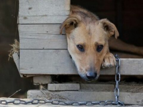 Crime contra animais cresce 47% e chega ao maior número em três anos