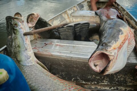 Feira do Pirarucu acontece nesta quinta e sexta-feira em Manaus
