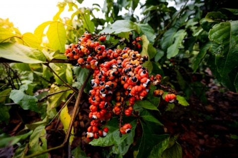 Foto: reprodução/Fapeam/ BANCO ATIVO DE GUARANA FOTOS ERICO XAVIER