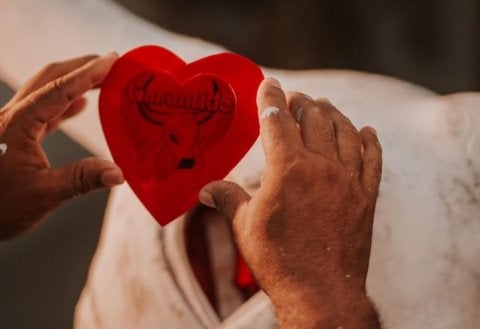 Boi Garantido apresenta o tema “Parintins: Portal do Encantamento” para 2026 - Foto: Instagram/ @boigarantido