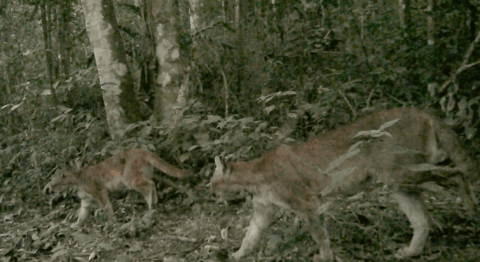 Onça-parda e filhotes são registrados por armadilha fotográfica na Rebio Araras, em Petrópolis (RJ) - Foto: Assessoria