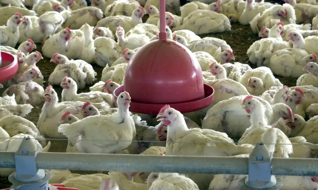Produção de carne de frango no Brasil é retomada pela China após suspensão de importações por gripe aviária - Foto: Arquivo/Agência Brasil