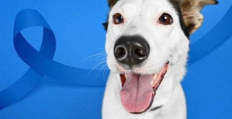 Campanha Novembro Azul Pet alerta tutores para a importância dos exames preventivos e do diagnóstico precoce em cães e gatos machos - Foto: Assessoria 