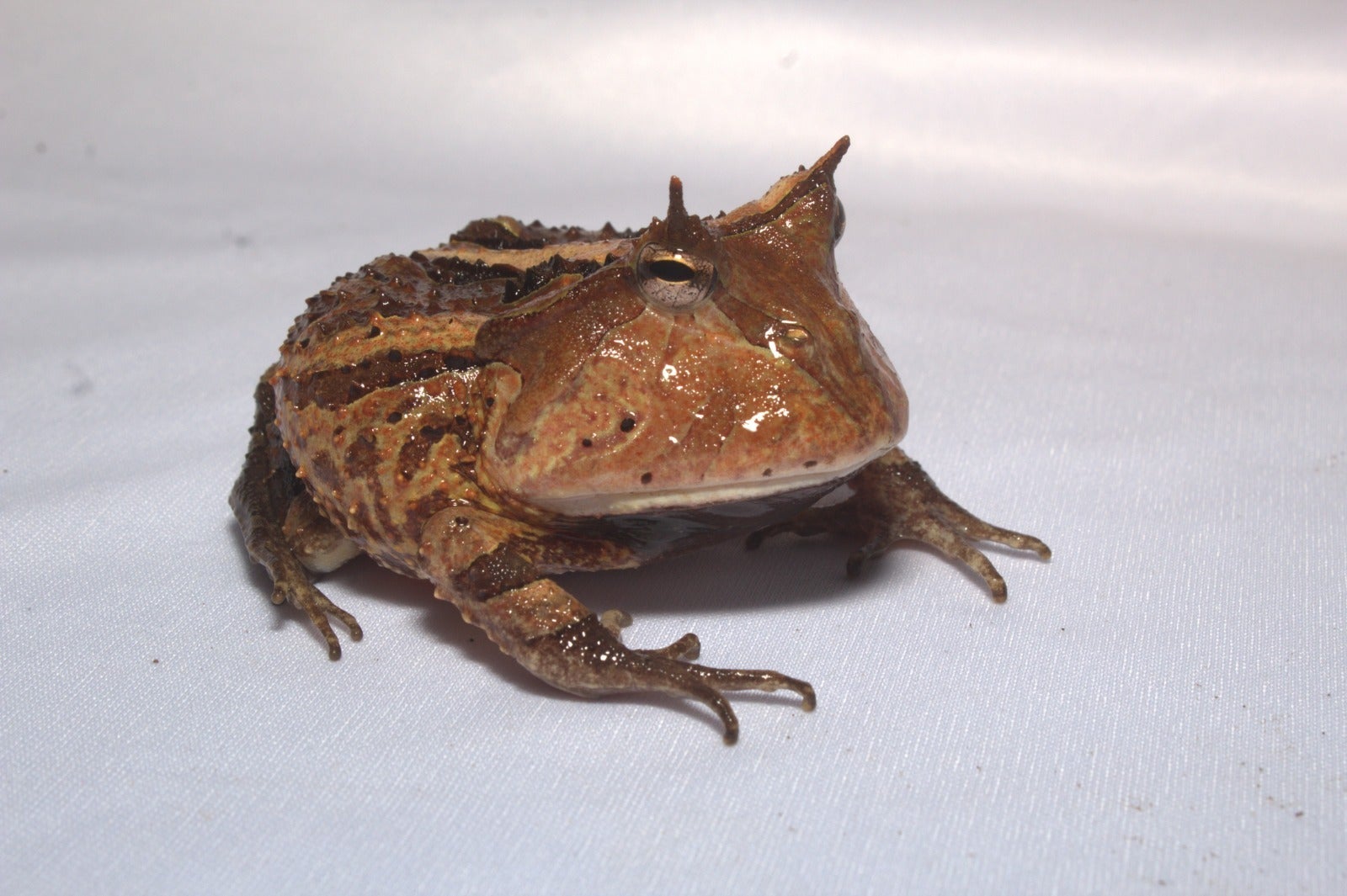 Evento em Tefé reúne pesquisadores e comunidade para difundir conhecimento sobre anuros do Médio Solimões - Foto: Divulgação/Rickelmy Holanda e Igor Yuri Fernandes