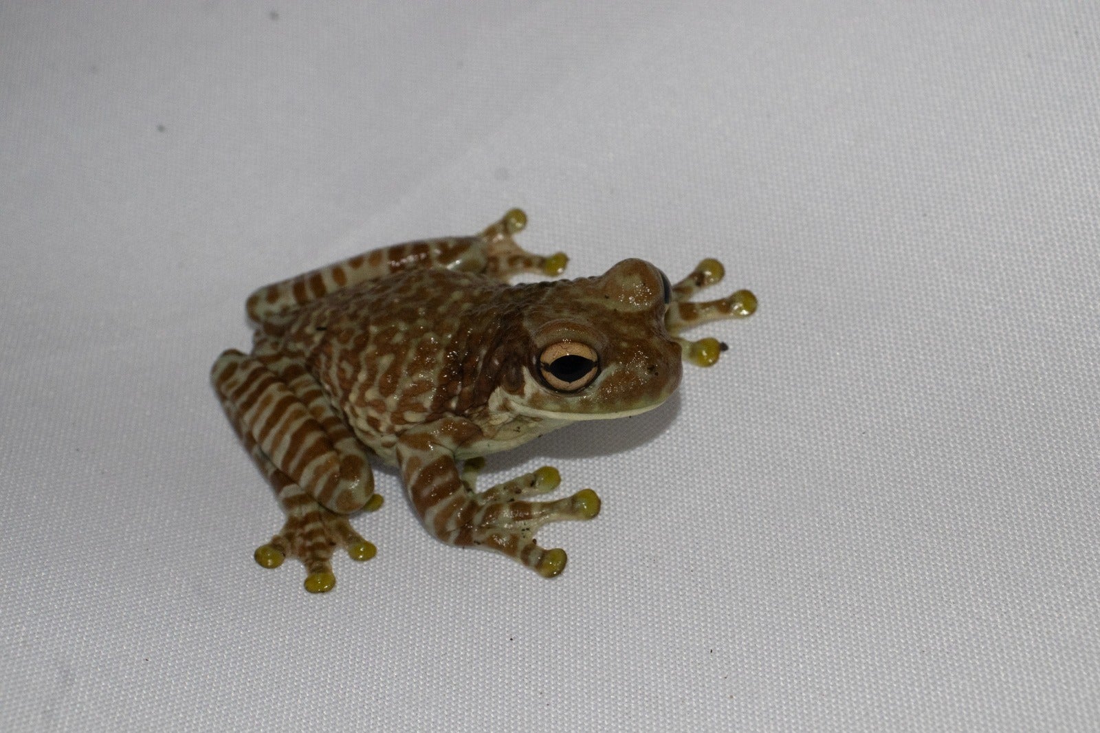 Evento em Tefé reúne pesquisadores e comunidade para difundir conhecimento sobre anuros do Médio Solimões - Foto: Divulgação/Rickelmy Holanda e Igor Yuri Fernandes