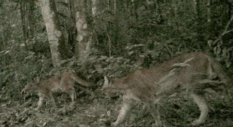 Onça-parda e filhotes são registrados por armadilha fotográfica na Rebio Araras, em Petrópolis (RJ) - Foto: Assessoria