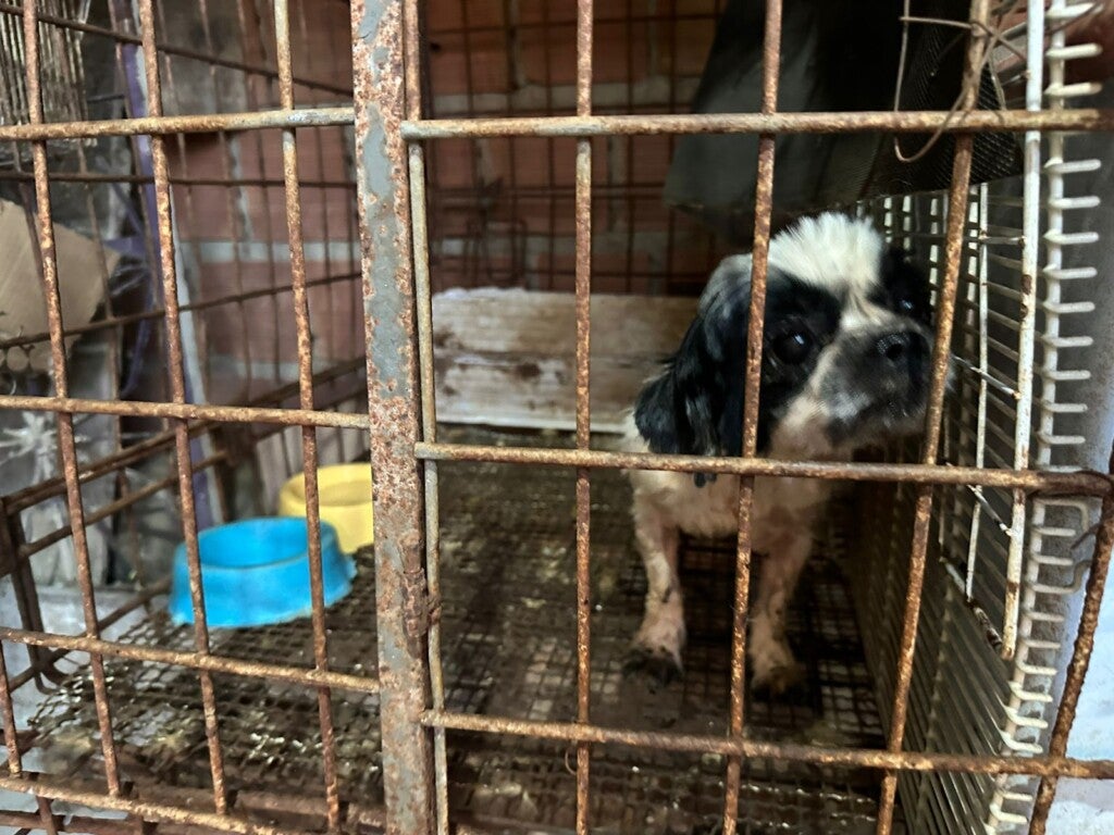 Animais resgatados pela Sepet em canil clandestino no Jorge Teixeira, em Manaus - Foto: Divulgação/Sepet