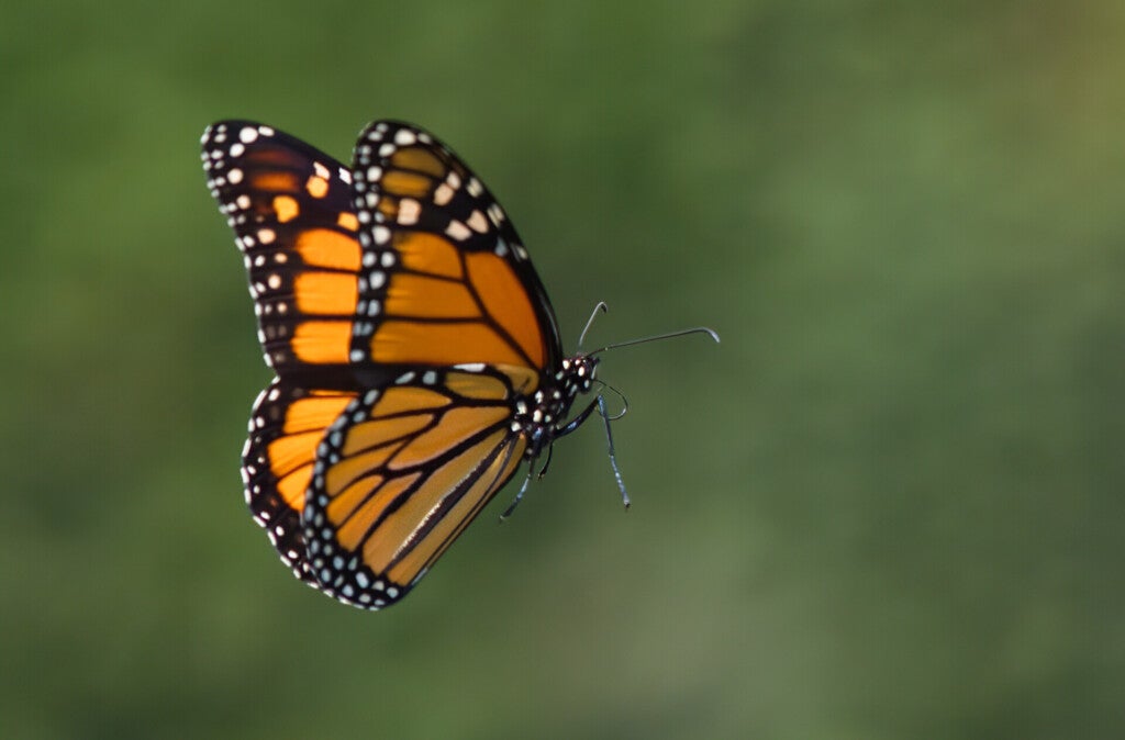 Foto: wirestock/ Freepik