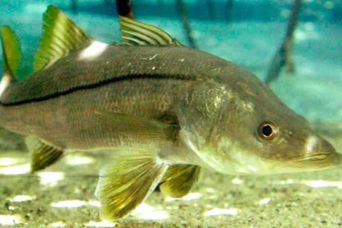 Foto: Reprodução/RuralTEC TV