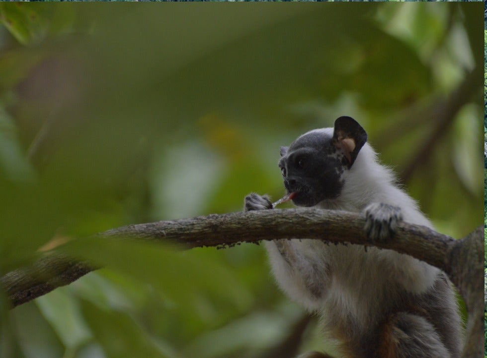 Foto: Divulgação Ibama-AM.