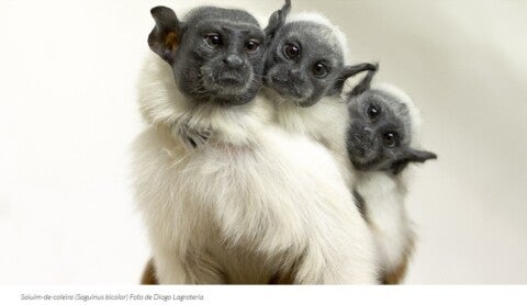 Fonte: Divulgação Ibama-AM.