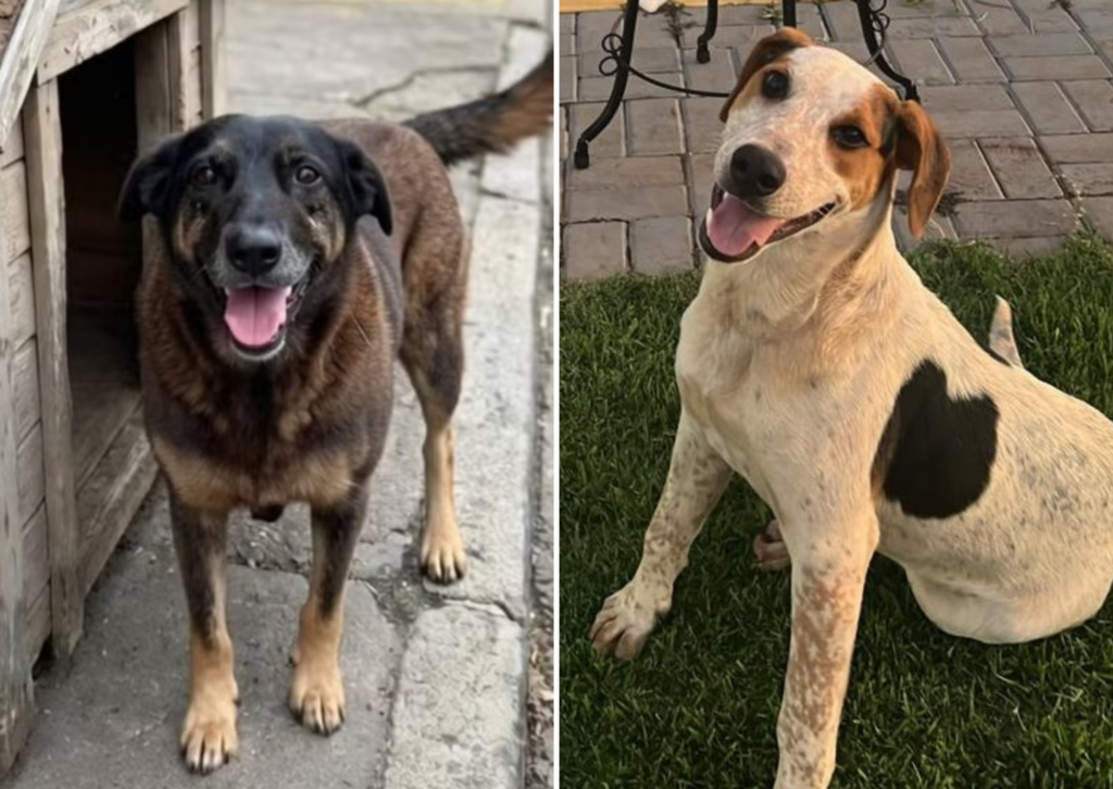 Cão orelha e Abacate - Foto: Divulgação