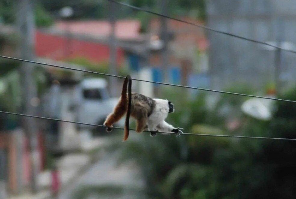 Fonte: Divulgação Ibama-AM.