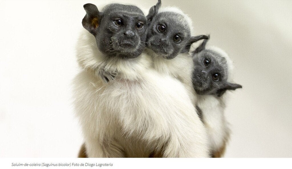 Fonte: Divulgação Ibama-AM.