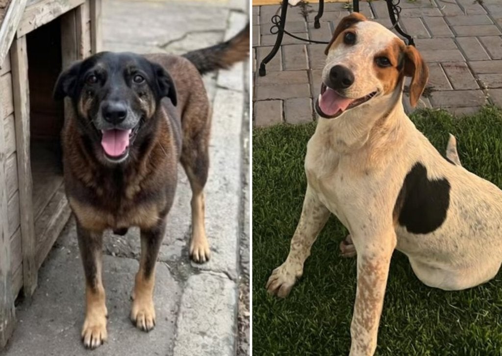 Cão orelha e Abacate - Foto: Divulgação