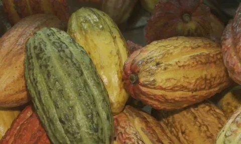 Foto: Reprodução/ TV Brasil