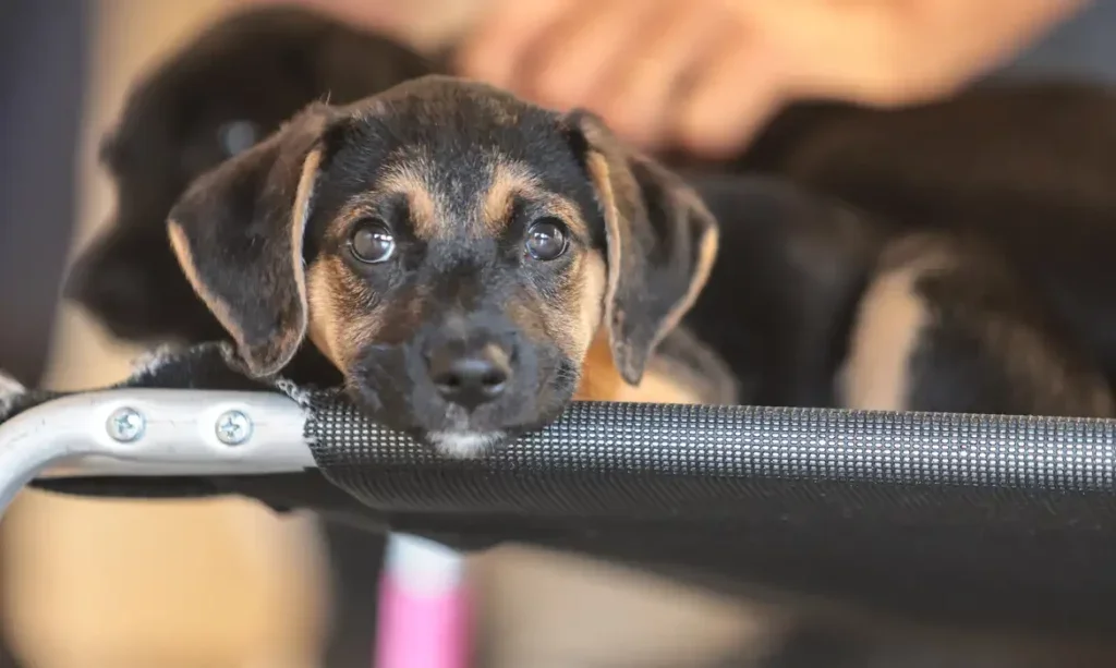 Foto: Paulo Pinto/Agência Brasil