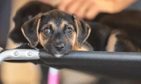 Foto: Paulo Pinto/Agência Brasil