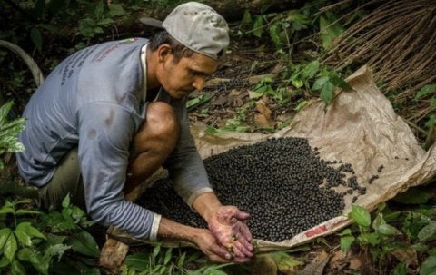 Foto: Leonardo Dall'Igna/Projeto Floresta + Amazônia