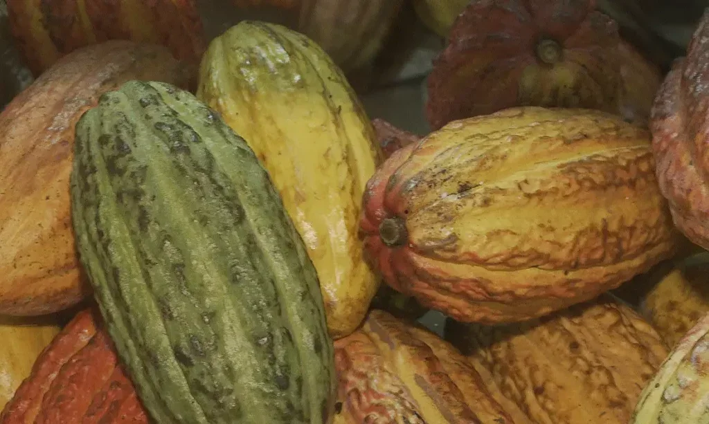 Foto: Reprodução/ TV Brasil