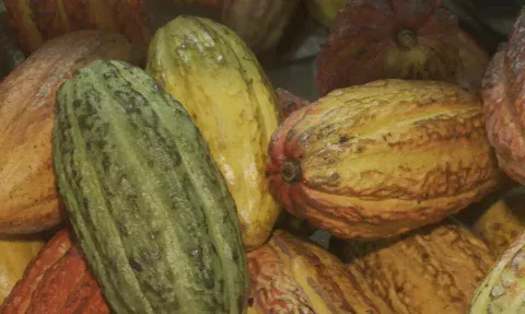 Foto: Reprodução/ TV Brasil