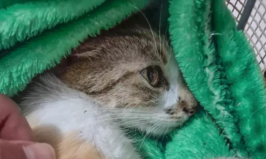 Foto: Polícia Civil do Paraná